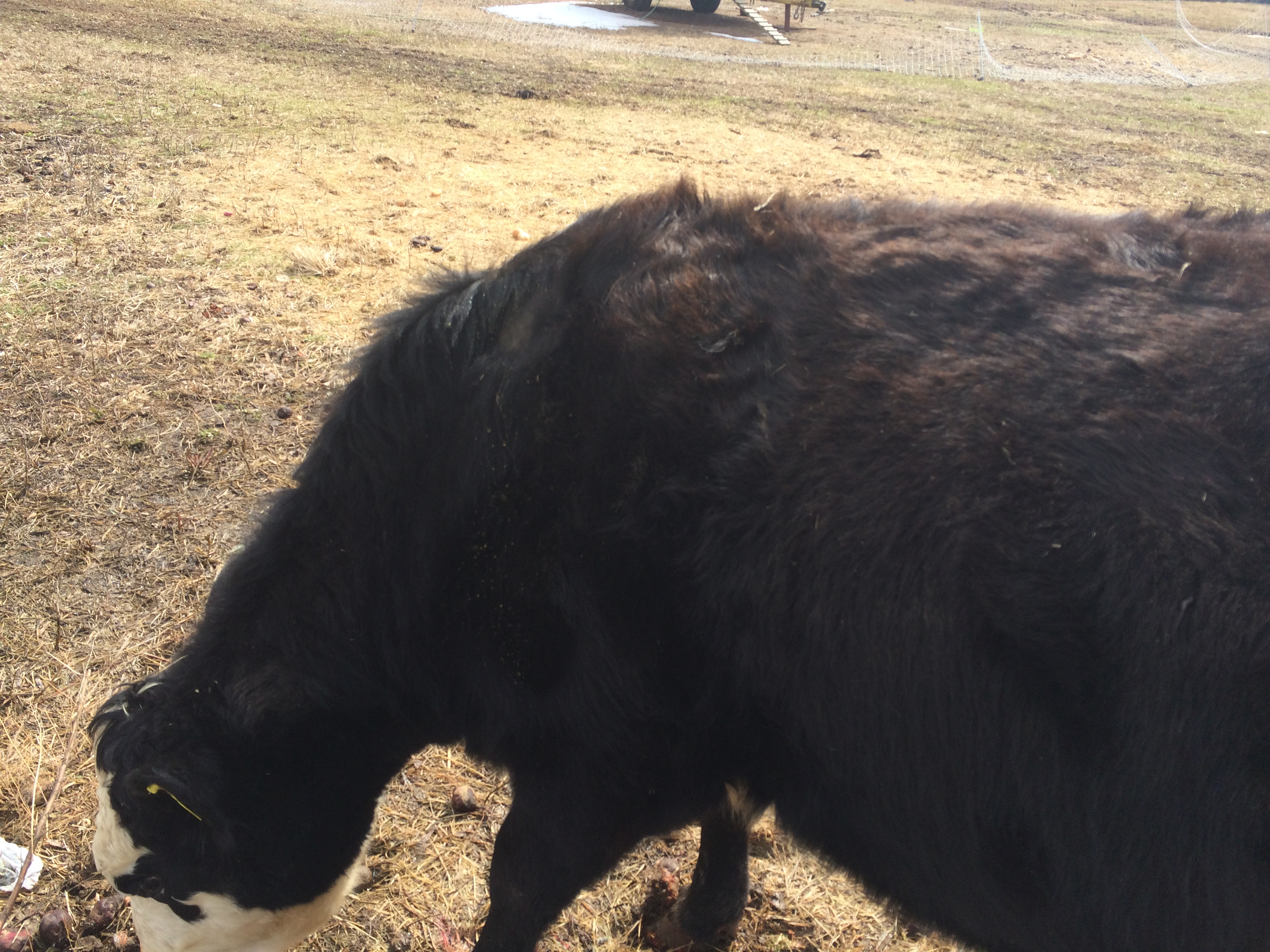 Working Cattle New Ear Tags And Hair Loss Ninja Cow Farm