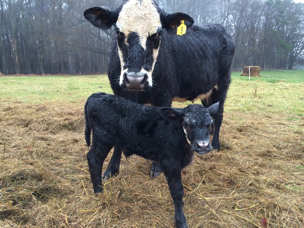 new calf born on the farm