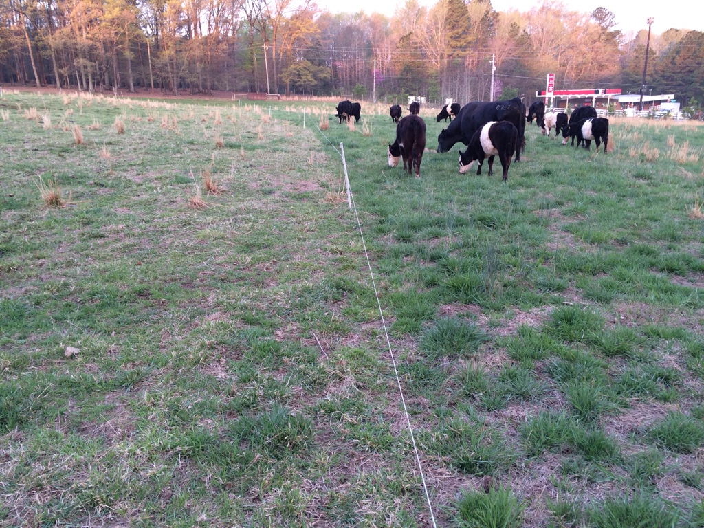 Grazing update 4-12-2014. Yesterday on the left