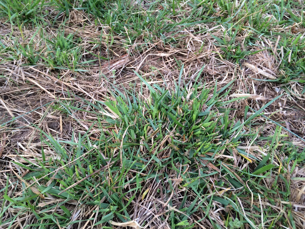 Close up of grass uneaten