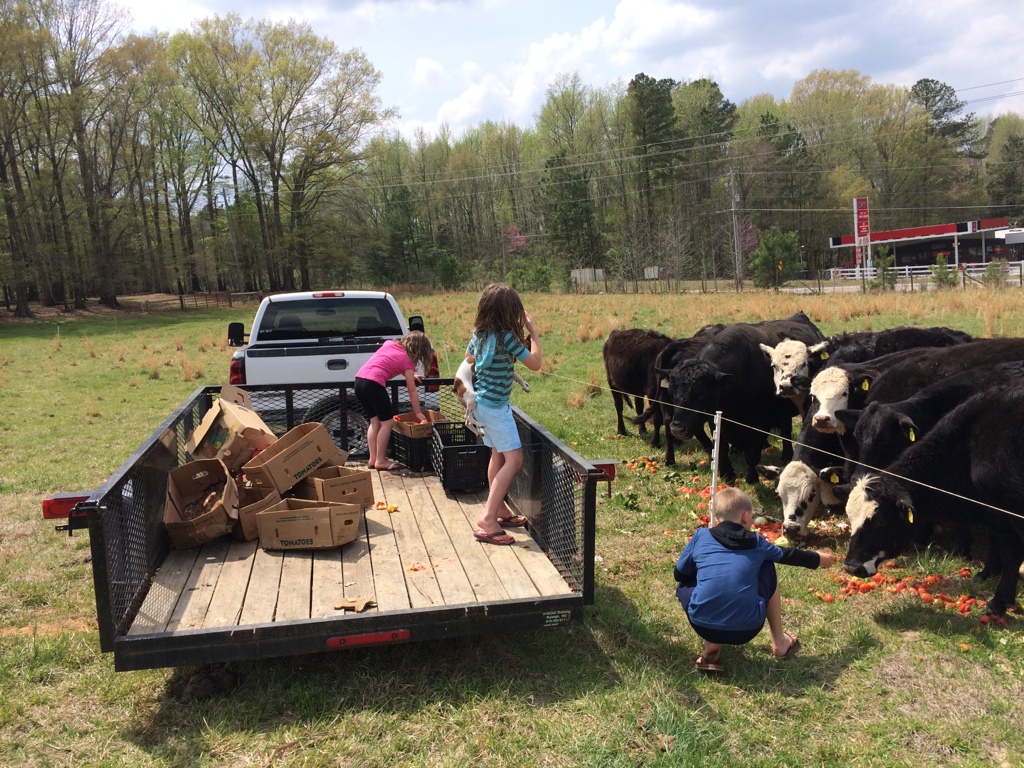 The kids helping to feed the cows, Spork is hand feeding one of the cows.