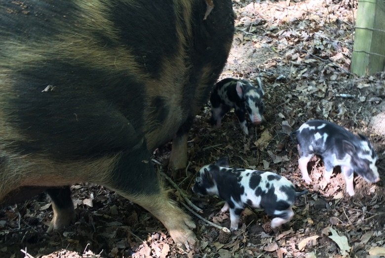 Some of Penelopes babies