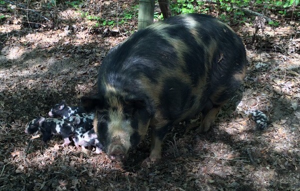 Penelope with her new brood