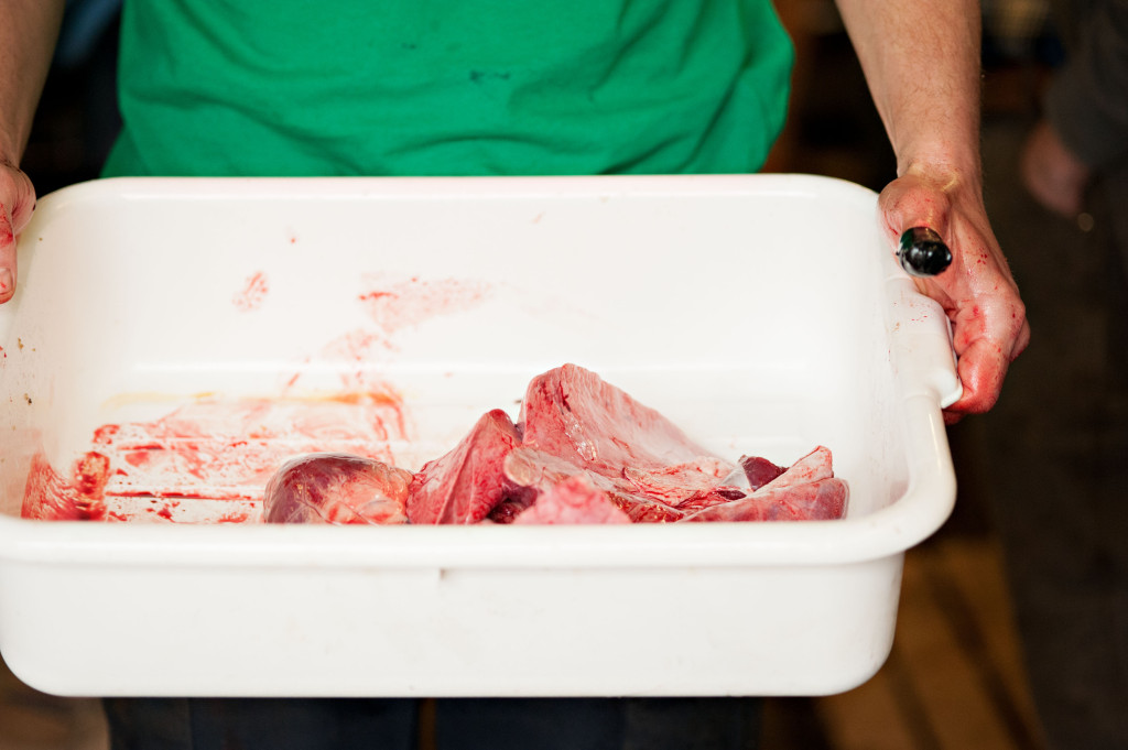 A pig heart and lungs, being kept for class