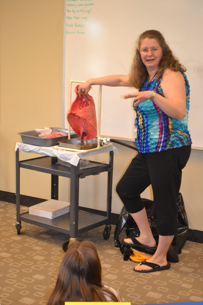 Using pig lungs to demonstrate how human lungs work