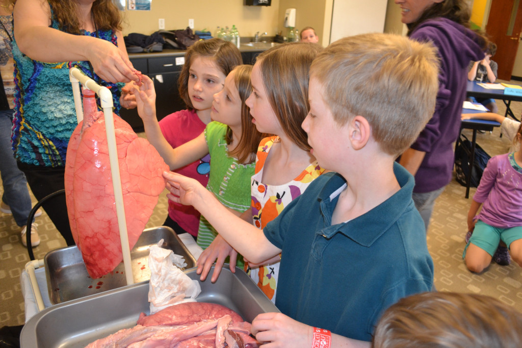 Using pig lungs to demonstrate how human lungs work