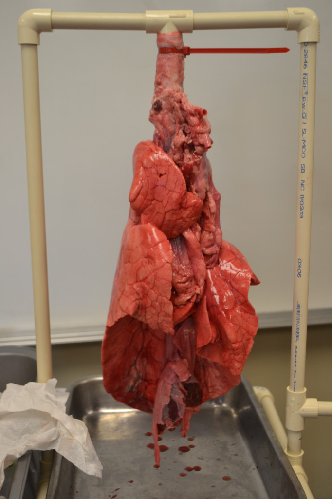 Using pig lungs to demonstrate how human lungs work