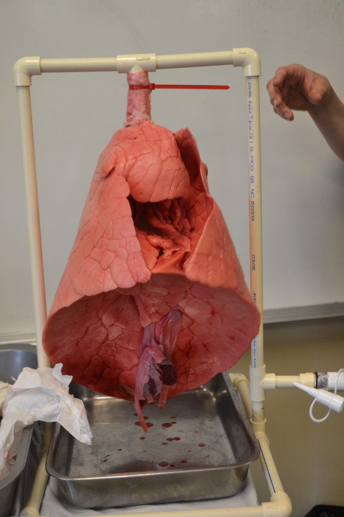 Using pig lungs to demonstrate how human lungs work