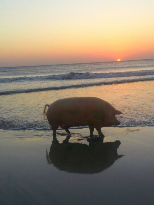 pig on the beach, at sunset