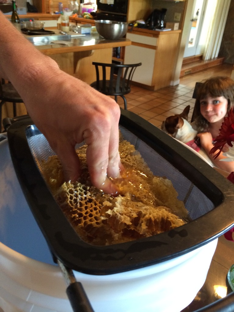 Honey harvest at Ninja Cow Farm