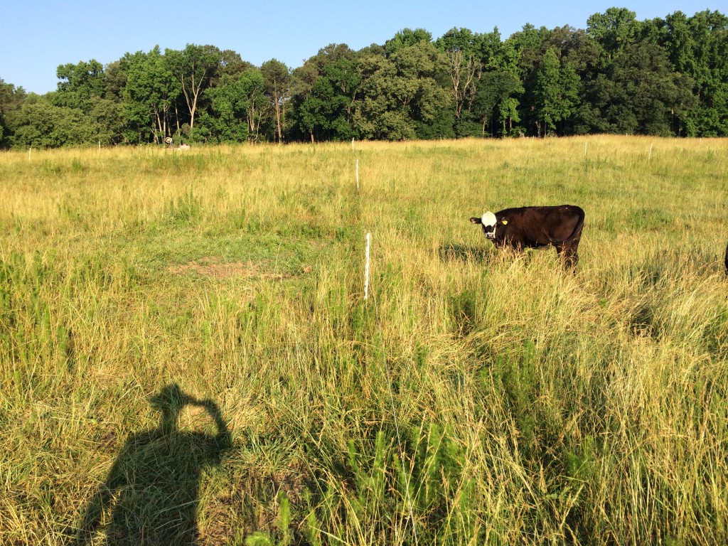 June 8th 2014 grazing update picture. Main pasture, near golf course