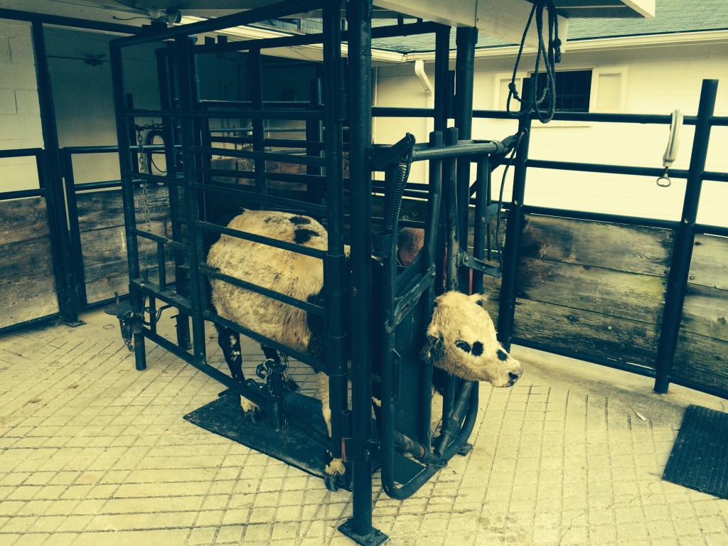 Cow held in a head gate at a veterinarian