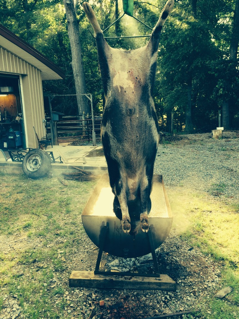 Hog going into old time scalding tank