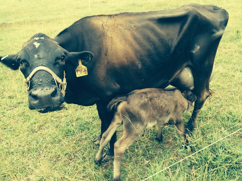 Jersey milk cow and new born calf