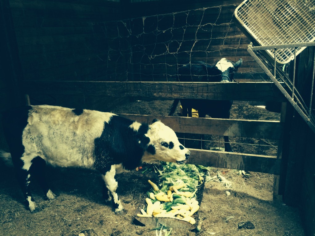 Cows in barn stall