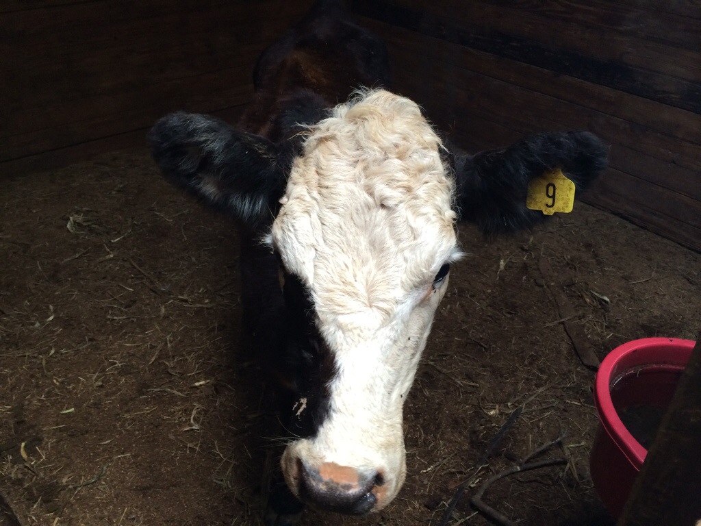 Cow after treatment for bloat