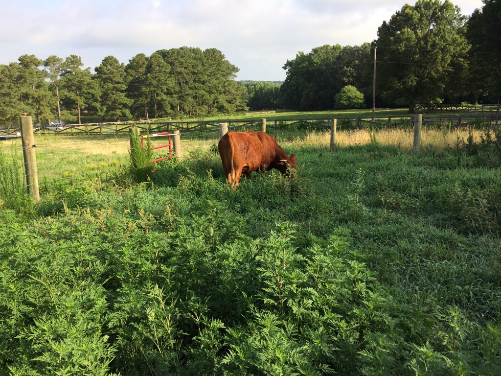 cow grazing in small paddock