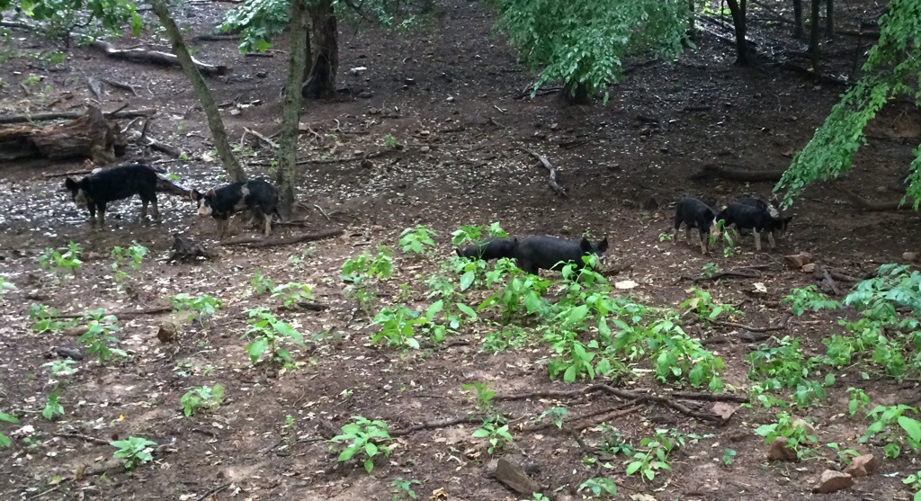 Pigs in forrest paddock