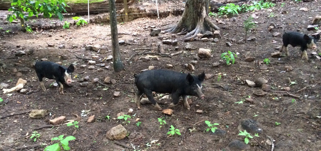 Pigs in forest paddock