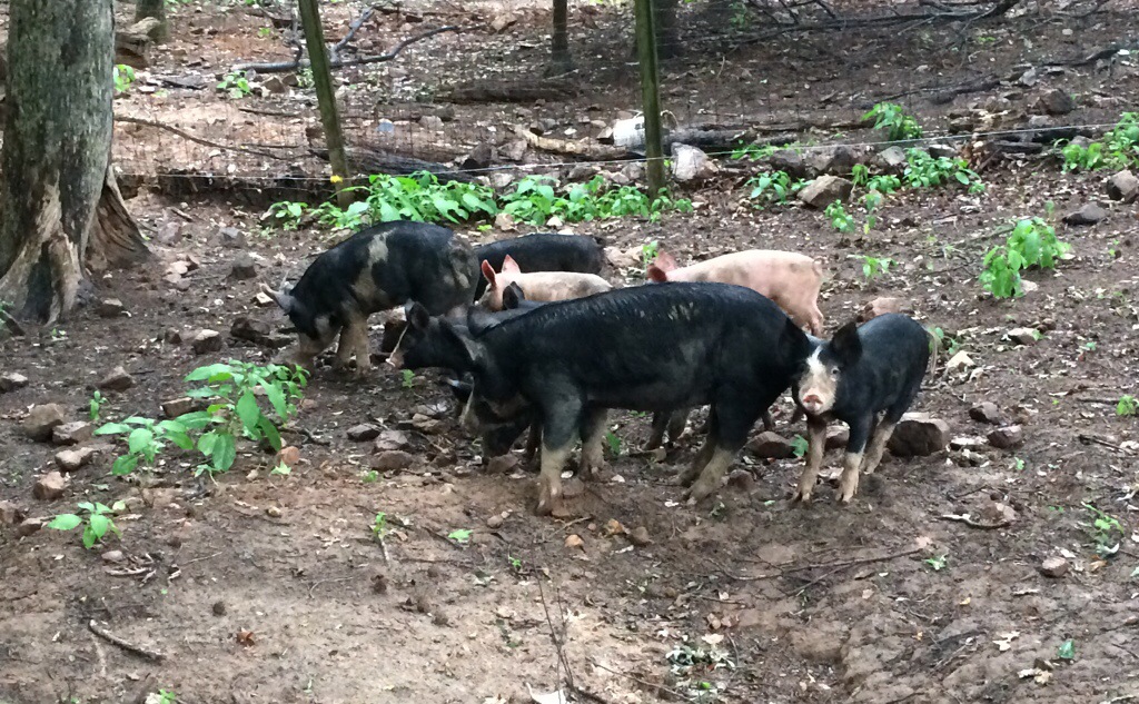 Pigs in forrest paddock.
