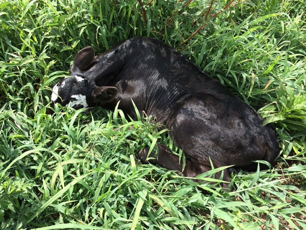 New born bull calf.