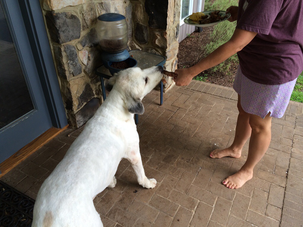 Cotton, our great pyreneese enjoying her breakfast