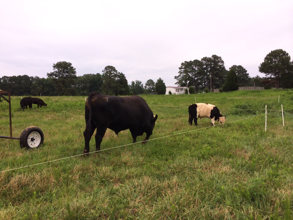 Spring Field Angus bull next to a belted galloway steer. 