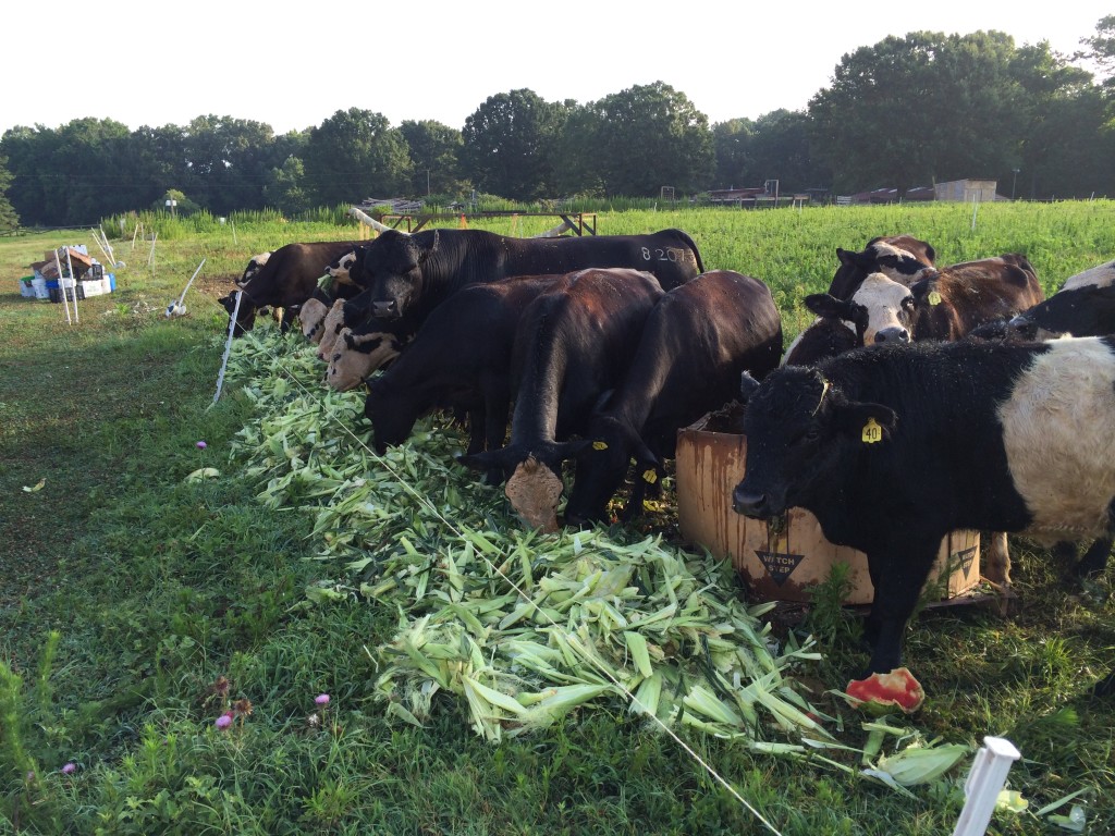 Cows enjoying a buffet of fresh vegetables
