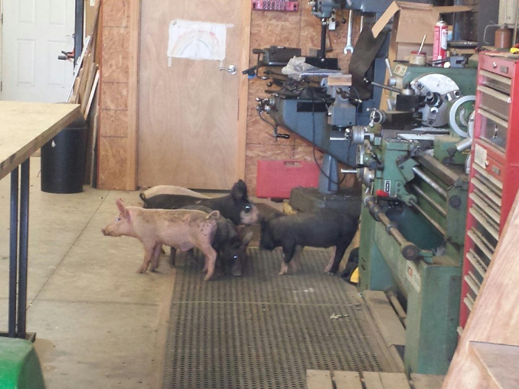piglets in machine shop