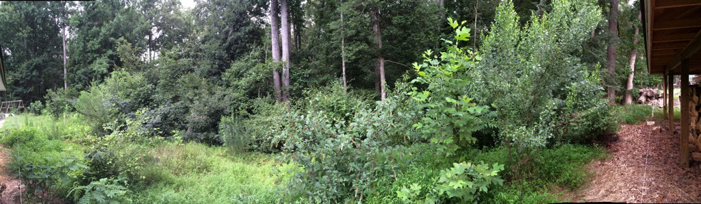 Overgrown wooded area.