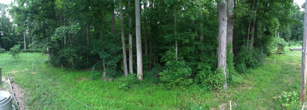Wooded area, overgrown. 