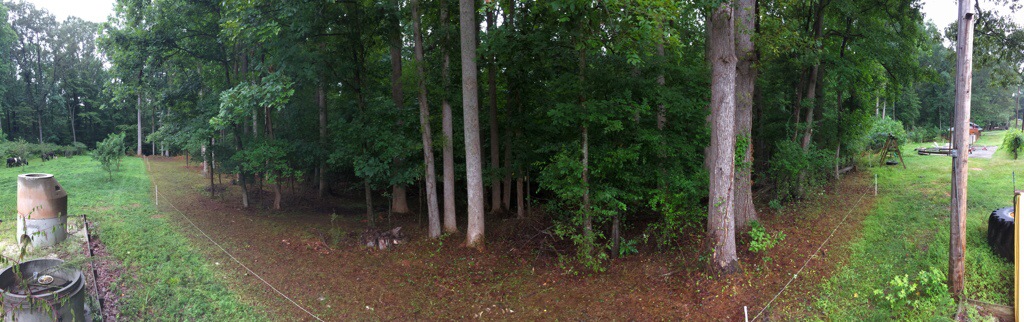 Cleared wooded area.