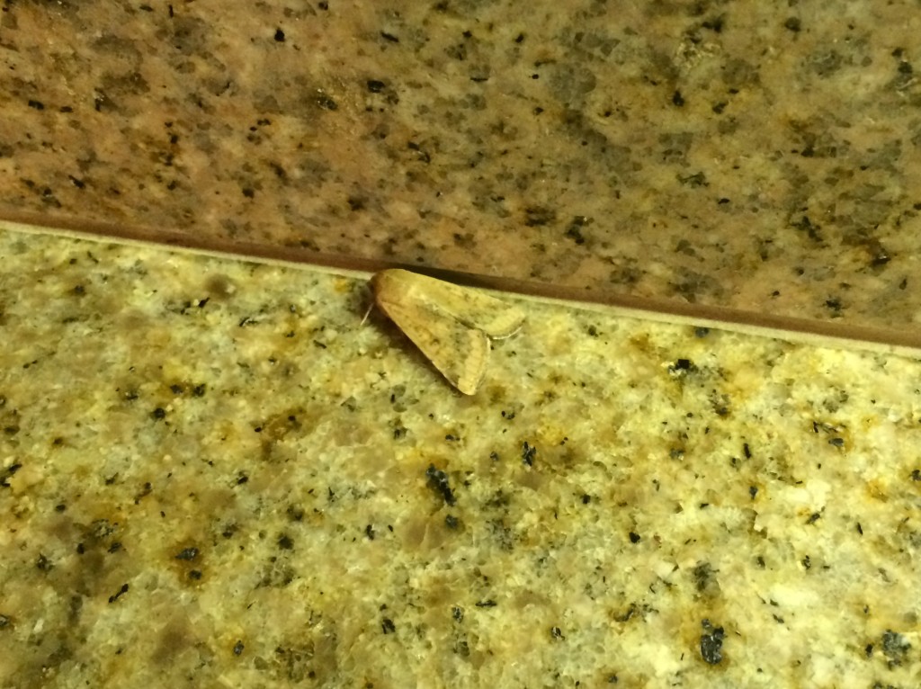 Moth blending in with counter