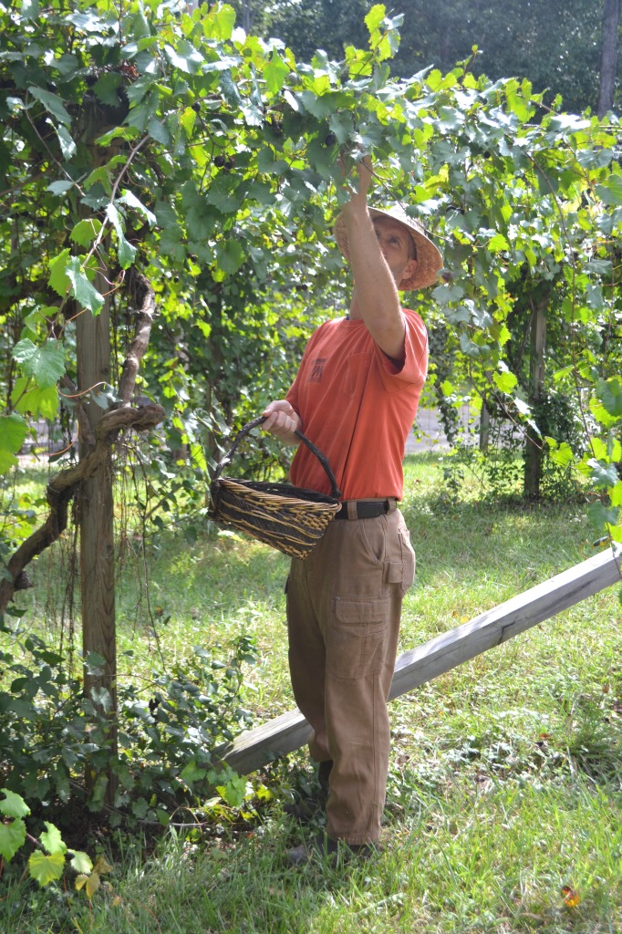 Dad did his share of picking.