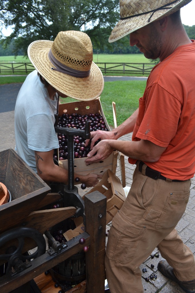 Apple press, being used as a grape press.