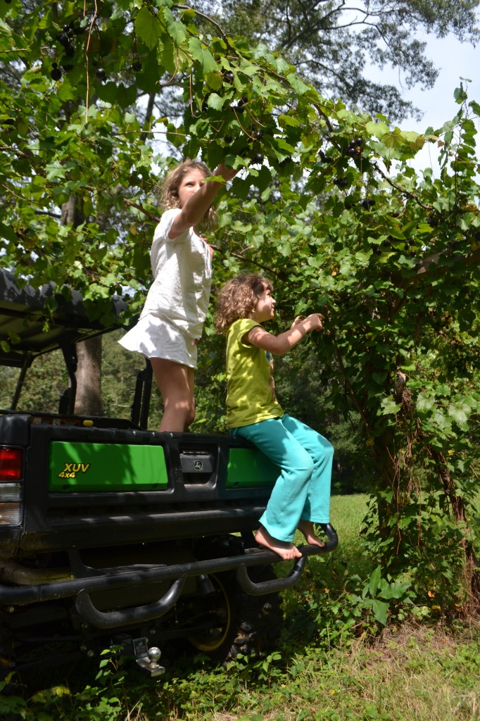 Wildflower and The Princess, picking grapes