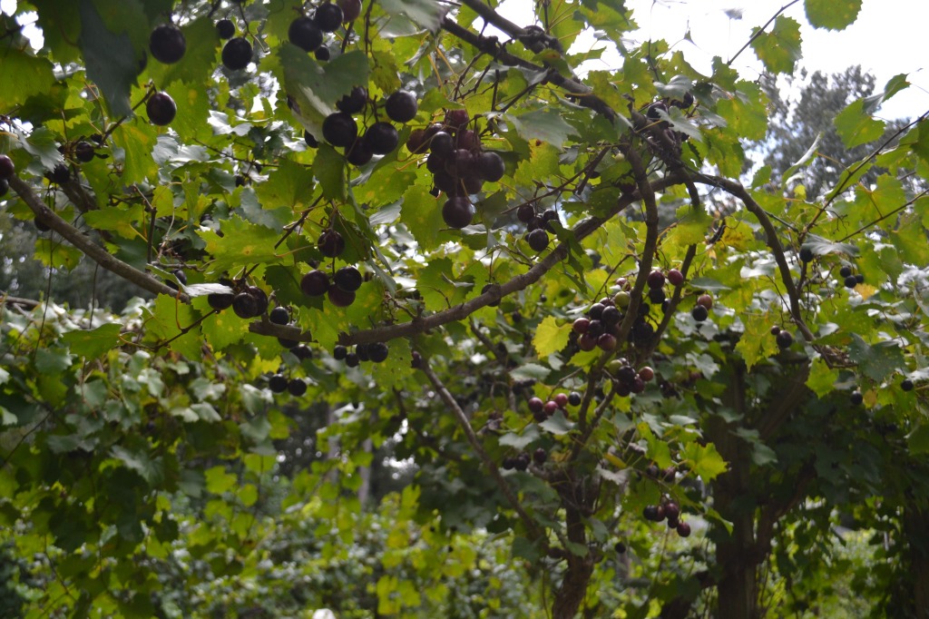 Grapes, ready for harvest