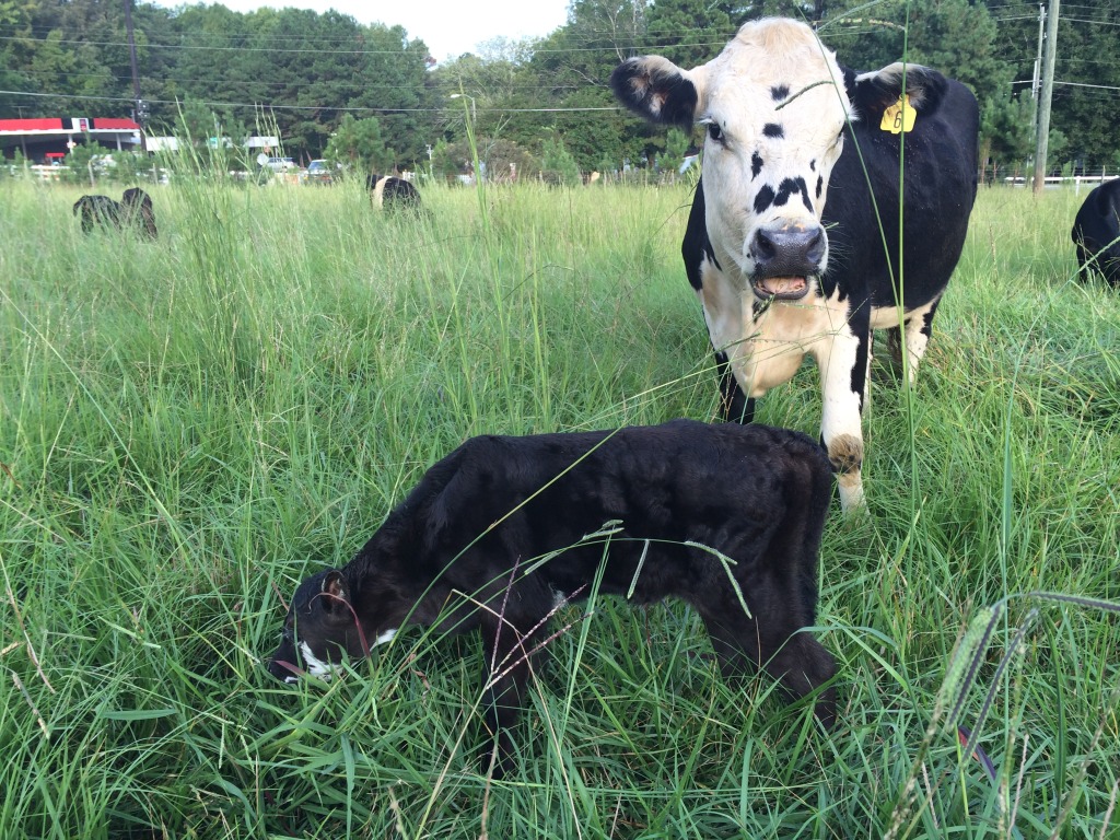 Baby angus calf, #46, and mother, #6