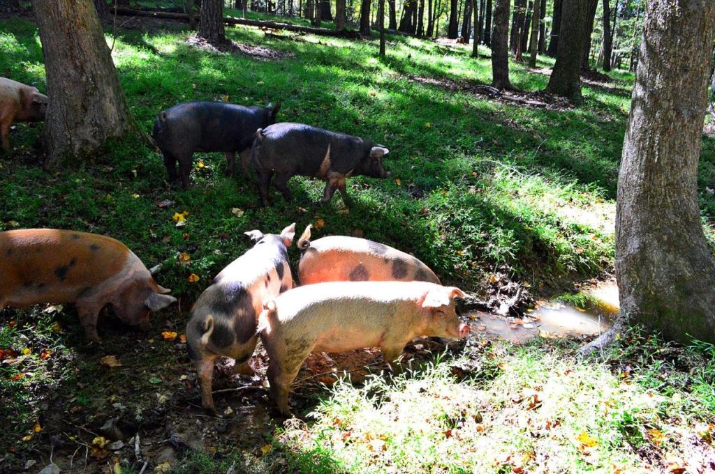 Pigs in the wooded paddock