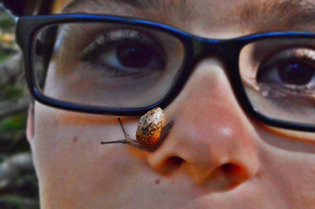 A snail hitches a ride