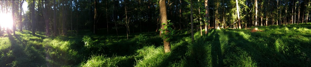 Pigs in a wooded paddock. 