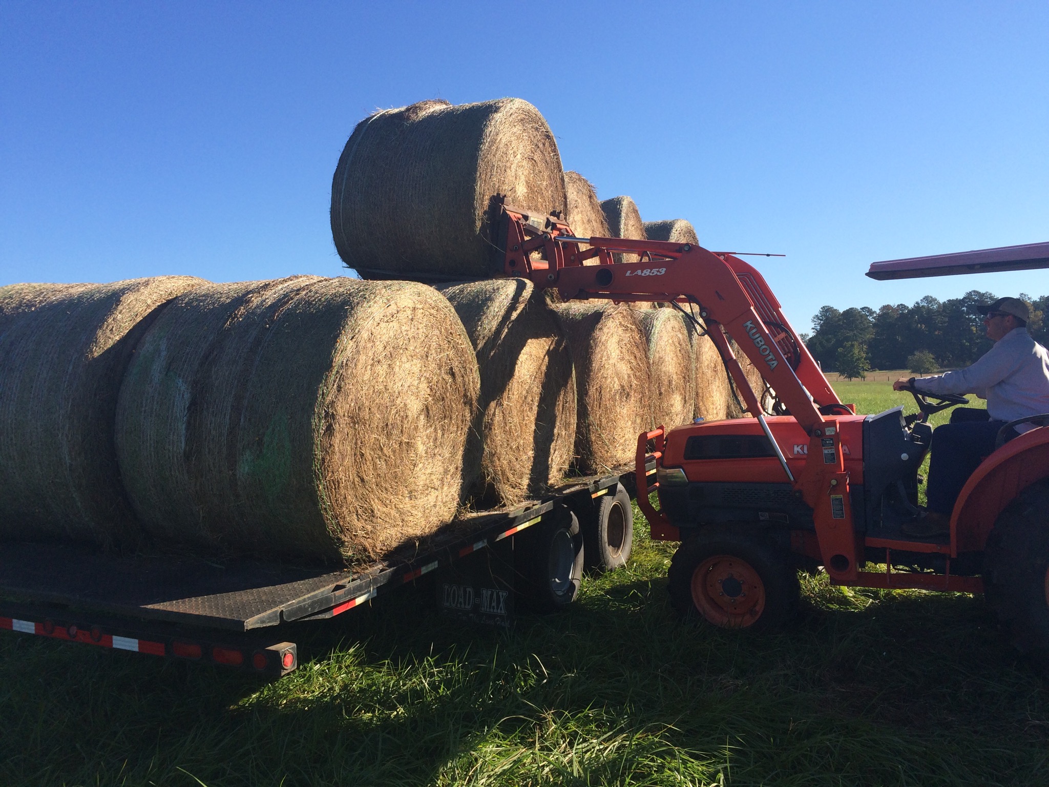 Loading the second of two loads of hay.