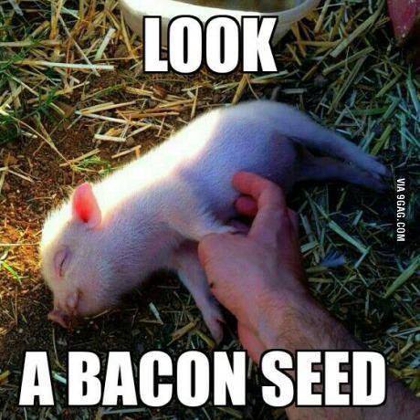 Cute little piglet "look a bacon seed"
