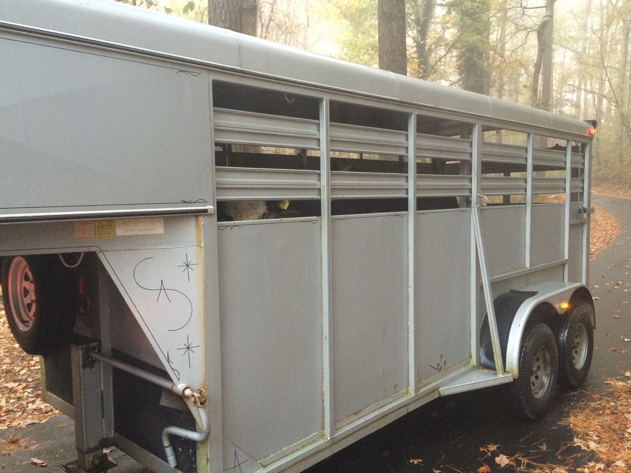 Kinda hard to see but the cows are in the trailer, waiting for their ride to Chaudhry's.