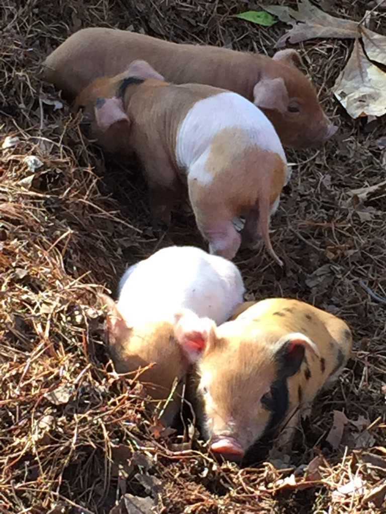 Cute piglets