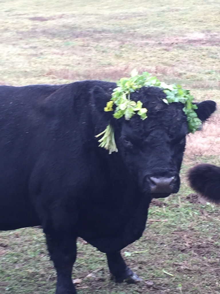 Bull wearing a garland