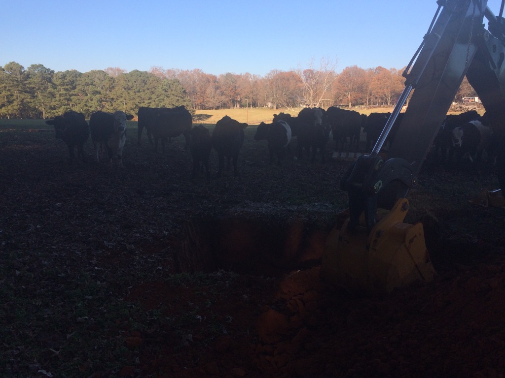 Cows and backhoe
