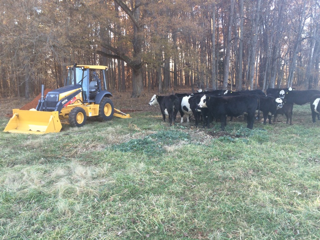 Cows and John Deere backhoe