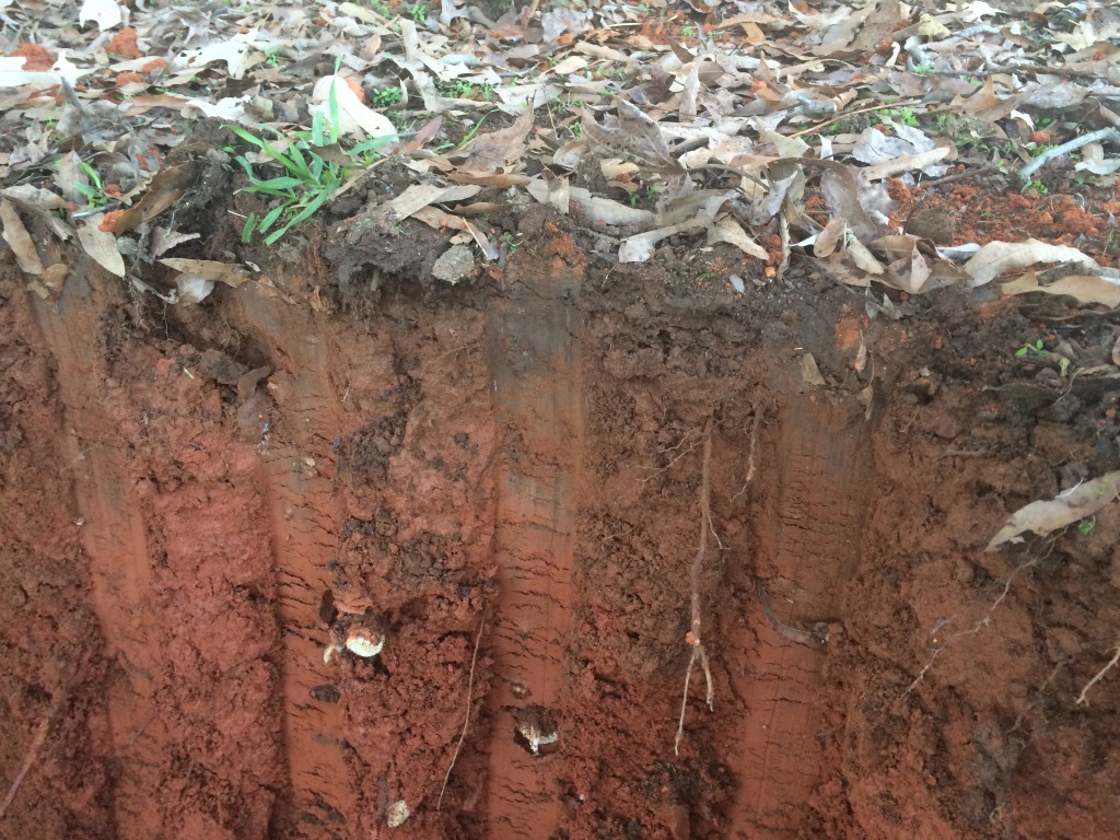 Topsoil picture in pasture.