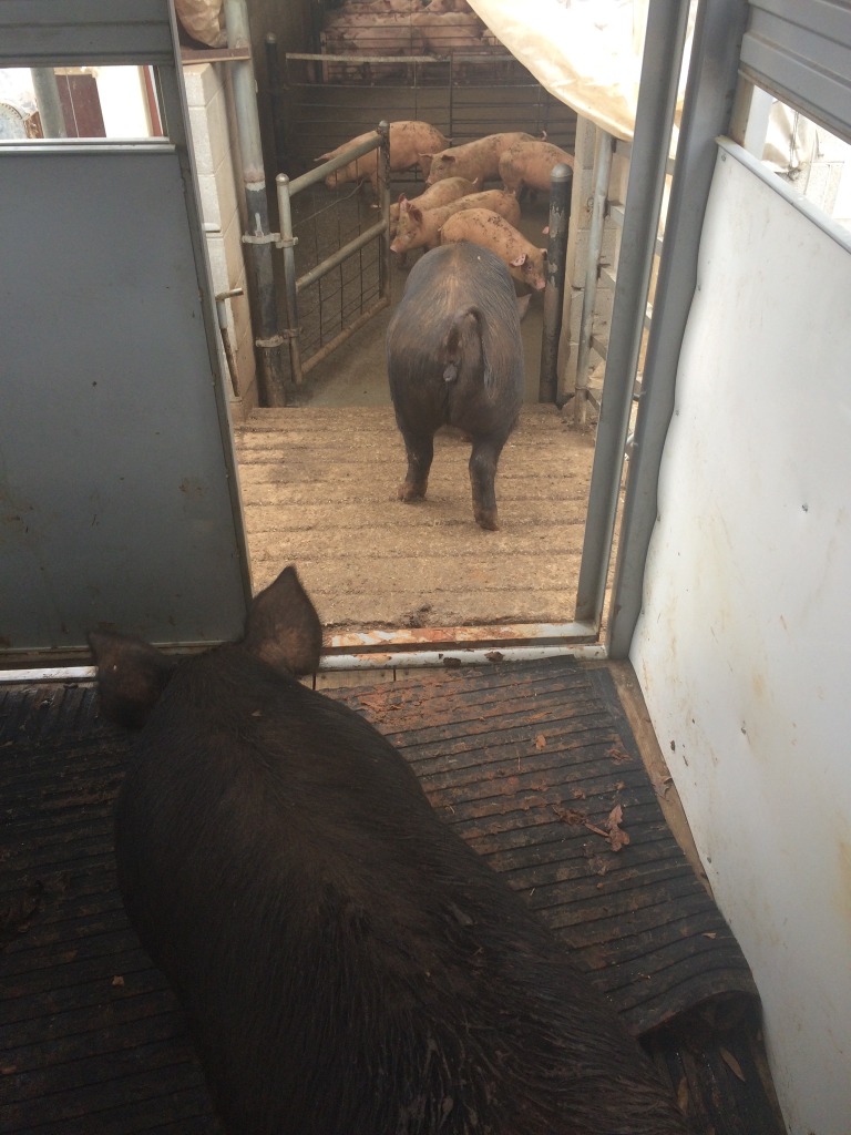 Pigs walking off of the trailer, into the processor.